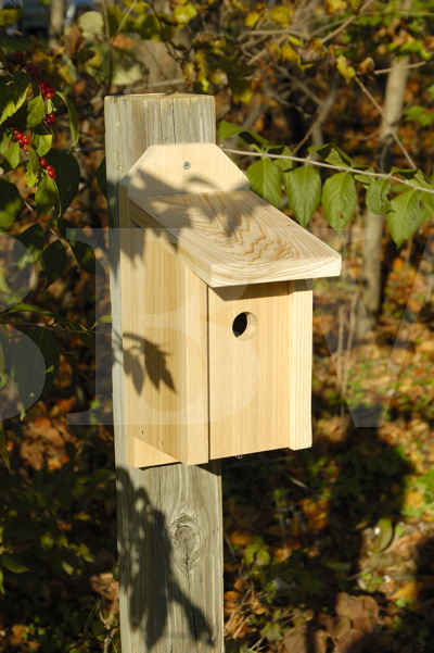 Heartwood Wren Joy Box  Birdhouse-134A